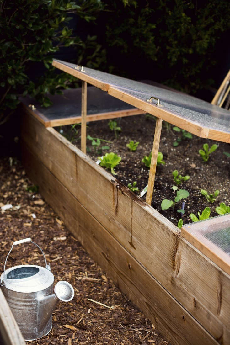A cold frame in fashion designer Courtney Klein\2\17;s garden in San Francisco\2\17;s Mission District is built of \10-foot-long redwood planks. For more of her garden, see Garden Visit: Courtney Klein\2\17;s Mission District Backyard. Photograph by Jamie Beck.